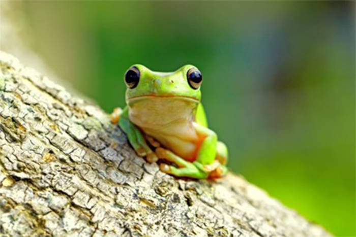 Image result for frog